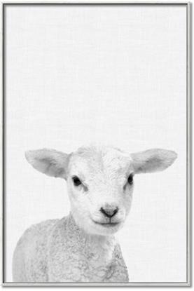 Picture of Farmhouse Sheep