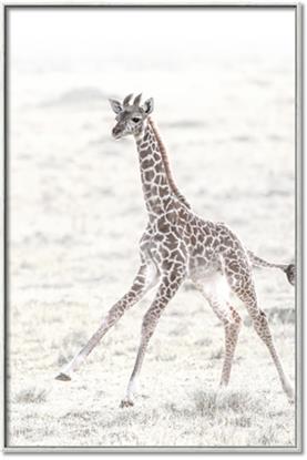 Picture of Summer Giraffe