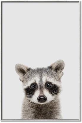 Picture of Peekaboo Raccoon