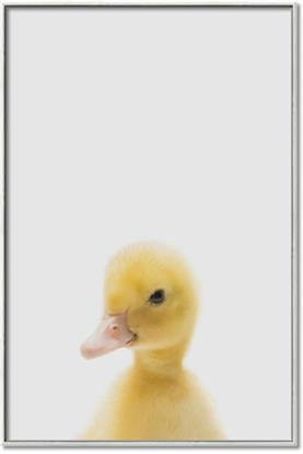 Picture of Baby Duck