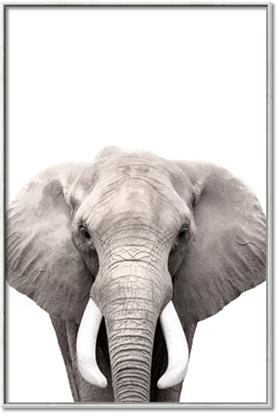 Picture of Safari Elephant
