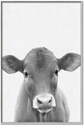 Picture of Cute Little Calf