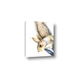 Picture of Flying Squirrel _GroupedProduct_Rectangle_Portrait_Mini_ _GroupedProduct_Rectangle_Portrait_Canvas_