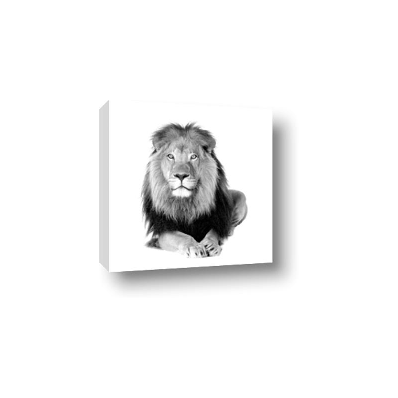 Picture of Lion Black and White _GroupedProduct_Square_Mini_ _GroupedProduct_Square_Canvas_