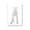 Picture of Behind Lamb _GroupedProduct_Rectangle_Portrait_Mini_ _GroupedProduct_Rectangle_Portrait_Canvas_