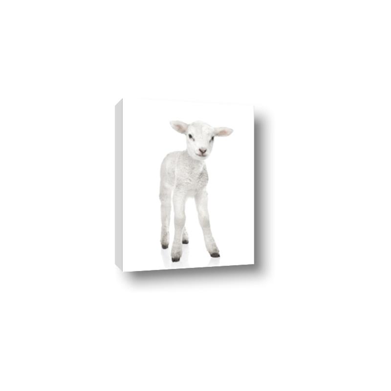 Picture of In Front Lamb _GroupedProduct_Rectangle_Portrait_Mini_ _GroupedProduct_Rectangle_Portrait_Canvas_
