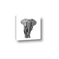 Picture of Elephant Black and White _GroupedProduct_Square_Mini_ _GroupedProduct_Square_Canvas_