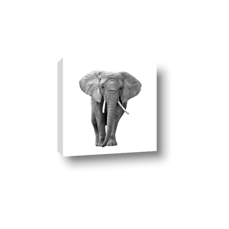 Picture of Elephant Black and White _GroupedProduct_Square_Mini_ _GroupedProduct_Square_Canvas_