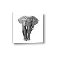 Picture of Elephant Black and White _GroupedProduct_Square_Mini_ _GroupedProduct_Square_Canvas_