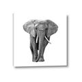 Picture of Elephant Black and White _GroupedProduct_Square_Mini_ _GroupedProduct_Square_Canvas_