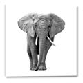 Picture of Elephant Black and White _GroupedProduct_Square_Mini_ _GroupedProduct_Square_Canvas_