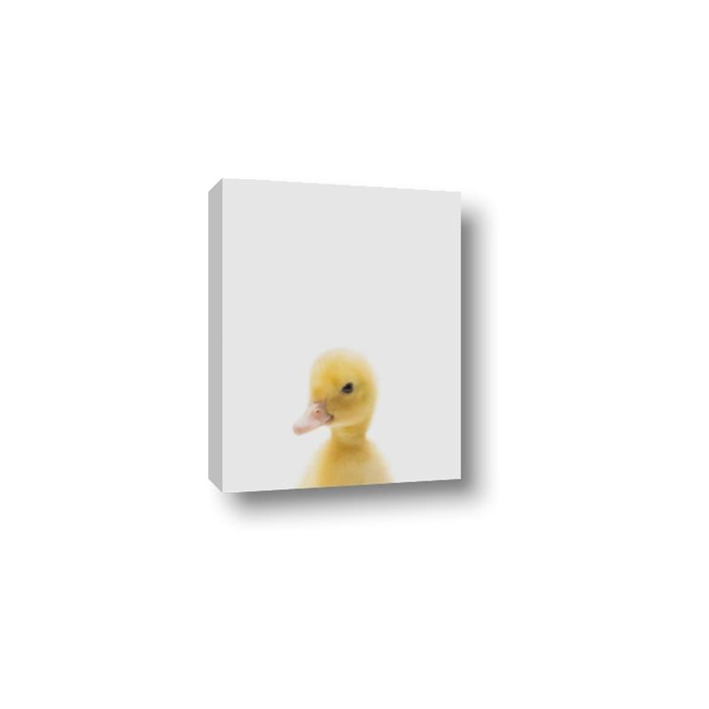 Picture of Baby Duck  _GroupedProduct_Rectangle_Portrait_Mini_ _GroupedProduct_Rectangle_Portrait_Canvas_