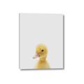 Picture of Baby Duck  _GroupedProduct_Rectangle_Portrait_Mini_ _GroupedProduct_Rectangle_Portrait_Canvas_