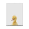 Picture of Baby Duck  _GroupedProduct_Rectangle_Portrait_Mini_ _GroupedProduct_Rectangle_Portrait_Canvas_