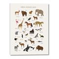 Picture of Animal Alphabet _GroupedProduct_Rectangle_Portrait_Canvas_