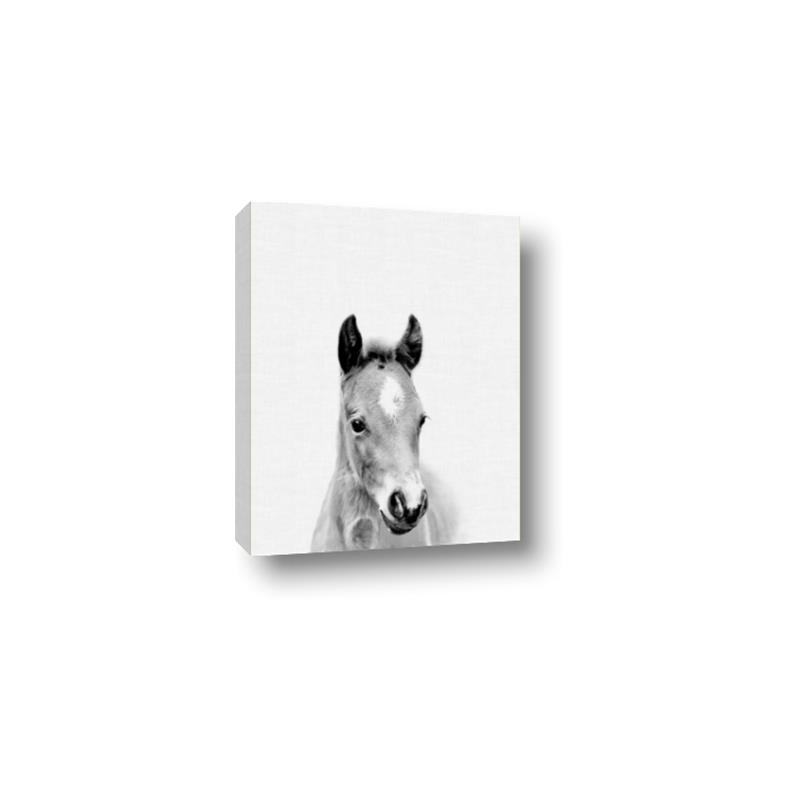 Picture of Cute Little Foal  _GroupedProduct_Rectangle_Portrait_Mini_ _GroupedProduct_Rectangle_Portrait_Canvas_