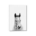 Picture of Cute Little Foal  _GroupedProduct_Rectangle_Portrait_Mini_ _GroupedProduct_Rectangle_Portrait_Canvas_