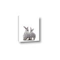 Picture of Bunny Tail  _GroupedProduct_Rectangle_Portrait_Mini_ _GroupedProduct_Rectangle_Portrait_Canvas_