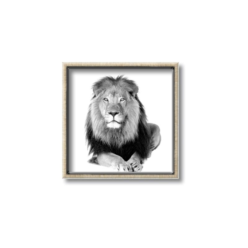 Picture of Lion Black and White _GroupedProduct_Square_Mini_ _GroupedProduct_Square_Canvas_Framed_