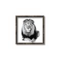 Picture of Lion Black and White _GroupedProduct_Square_Mini_ _GroupedProduct_Square_Canvas_Framed_