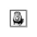 Picture of Lion Black and White _GroupedProduct_Square_Mini_ _GroupedProduct_Square_Canvas_Framed_