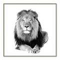 Picture of Lion Black and White _GroupedProduct_Square_Mini_ _GroupedProduct_Square_Canvas_Framed_