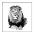 Picture of Lion Black and White _GroupedProduct_Square_Mini_ _GroupedProduct_Square_Canvas_Framed_