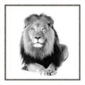 Picture of Lion Black and White _GroupedProduct_Square_Mini_ _GroupedProduct_Square_Canvas_Framed_