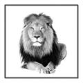 Picture of Lion Black and White _GroupedProduct_Square_Mini_ _GroupedProduct_Square_Canvas_Framed_