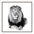 Picture of Lion Black and White _GroupedProduct_Square_Mini_ _GroupedProduct_Square_Canvas_Framed_