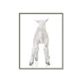 Picture of Behind Lamb _GroupedProduct_Rectangle_Portrait_Mini_ _GroupedProduct_Rectangle_Portrait_Canvas_Framed_