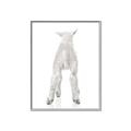 Picture of Behind Lamb _GroupedProduct_Rectangle_Portrait_Mini_ _GroupedProduct_Rectangle_Portrait_Canvas_Framed_