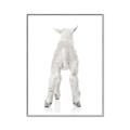 Picture of Behind Lamb _GroupedProduct_Rectangle_Portrait_Mini_ _GroupedProduct_Rectangle_Portrait_Canvas_Framed_