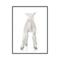 Picture of Behind Lamb _GroupedProduct_Rectangle_Portrait_Mini_ _GroupedProduct_Rectangle_Portrait_Canvas_Framed_