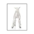 Picture of Behind Lamb _GroupedProduct_Rectangle_Portrait_Mini_ _GroupedProduct_Rectangle_Portrait_Canvas_Framed_