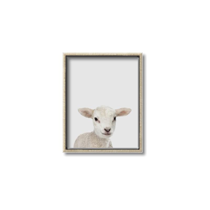Picture of Baby Lamb _GroupedProduct_Rectangle_Portrait_Mini_ _GroupedProduct_Rectangle_Portrait_Canvas_Framed_