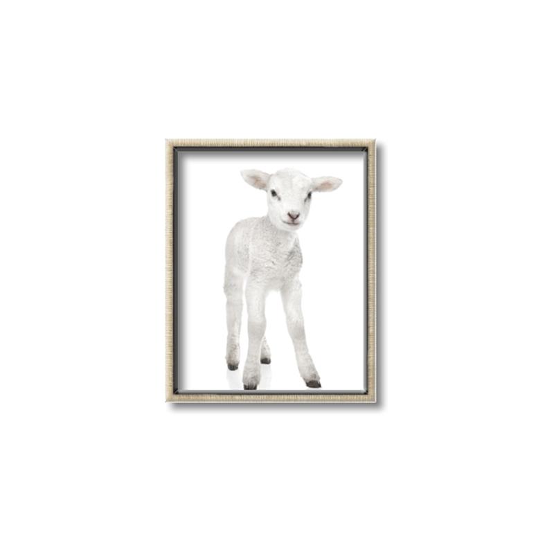 Picture of In Front Lamb _GroupedProduct_Rectangle_Portrait_Mini_ _GroupedProduct_Rectangle_Portrait_Canvas_Framed_