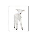 Picture of In Front Lamb _GroupedProduct_Rectangle_Portrait_Mini_ _GroupedProduct_Rectangle_Portrait_Canvas_Framed_