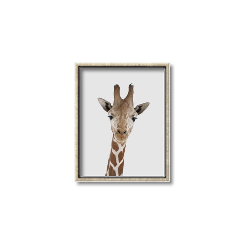 Picture of Baby Giraffe _GroupedProduct_Rectangle_Portrait_Mini_ _GroupedProduct_Rectangle_Portrait_Canvas_Framed_