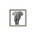 Picture of Elephant Black and White _GroupedProduct_Square_Mini_ _GroupedProduct_Square_Canvas_Framed_