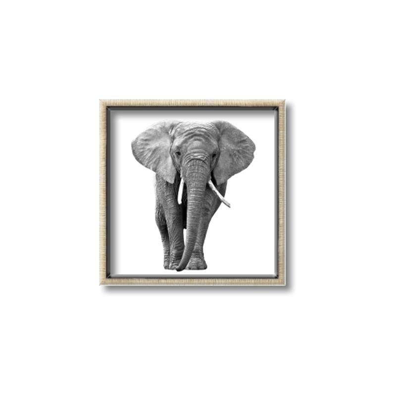 Picture of Elephant Black and White _GroupedProduct_Square_Mini_ _GroupedProduct_Square_Canvas_Framed_