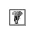 Picture of Elephant Black and White _GroupedProduct_Square_Mini_ _GroupedProduct_Square_Canvas_Framed_