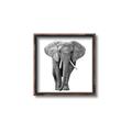 Picture of Elephant Black and White _GroupedProduct_Square_Mini_ _GroupedProduct_Square_Canvas_Framed_