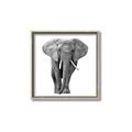 Picture of Elephant Black and White _GroupedProduct_Square_Mini_ _GroupedProduct_Square_Canvas_Framed_