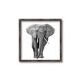 Picture of Elephant Black and White _GroupedProduct_Square_Mini_ _GroupedProduct_Square_Canvas_Framed_