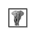 Picture of Elephant Black and White _GroupedProduct_Square_Mini_ _GroupedProduct_Square_Canvas_Framed_
