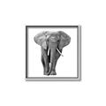 Picture of Elephant Black and White _GroupedProduct_Square_Mini_ _GroupedProduct_Square_Canvas_Framed_