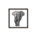 Picture of Elephant Black and White _GroupedProduct_Square_Mini_ _GroupedProduct_Square_Canvas_Framed_