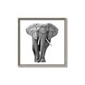 Picture of Elephant Black and White _GroupedProduct_Square_Mini_ _GroupedProduct_Square_Canvas_Framed_
