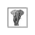 Picture of Elephant Black and White _GroupedProduct_Square_Mini_ _GroupedProduct_Square_Canvas_Framed_